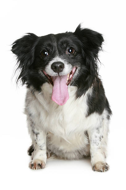istock Portrait of a charming black & white smiling dog 176863889