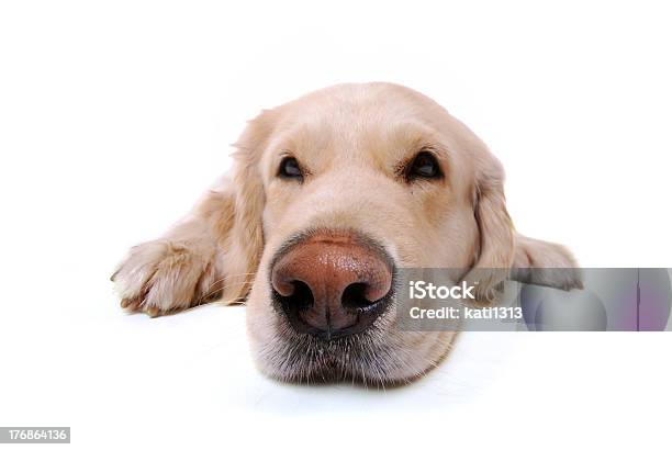 Golden Retriever - Fotografias de stock e mais imagens de Deitar - Deitar, Cão, Figura para recortar