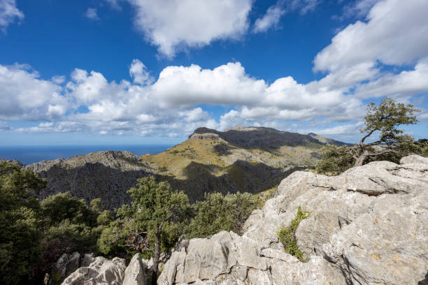 istock Tree of Tramuntana Mountains 1768641802
