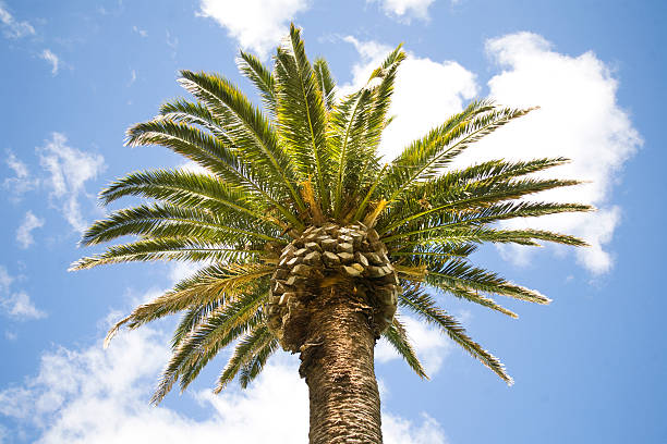 palm tree isolated against blue sky and clouds stock photo