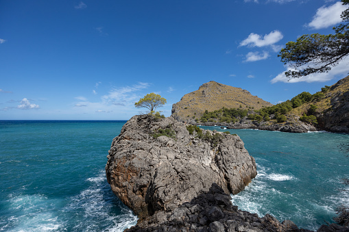 This tree on stone in the sea can be found in the east of the island of Mallorca