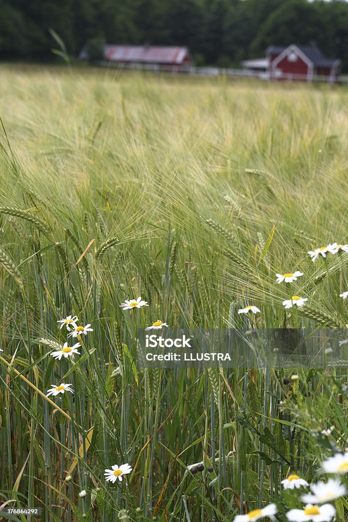 ox-eye daisies in campo di grano - Foto stock royalty-free di Agricoltura