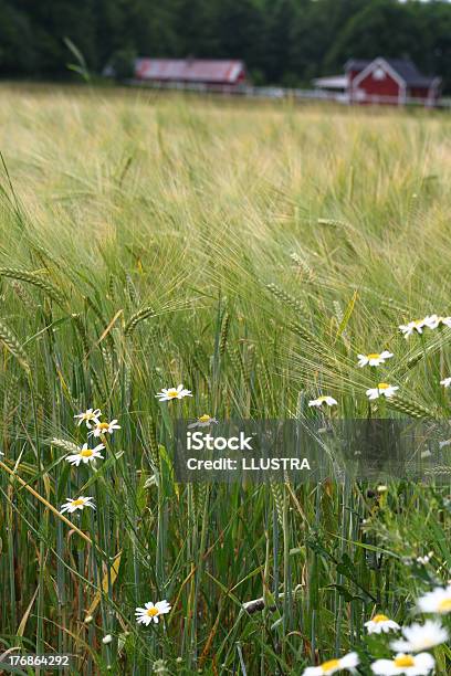 Gado Selvagemolho As Margaridas Em Campo De Trigo - Fotografias de stock e mais imagens de Agricultura - Agricultura, Agricultura biodinâmica, Ajardinado