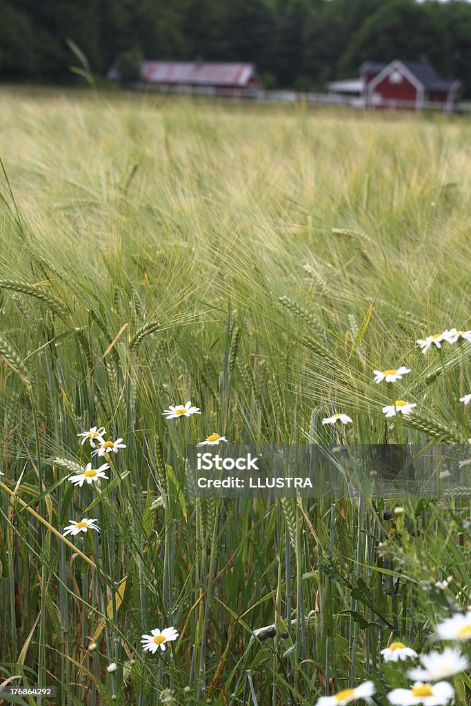 ox-eye в Пшеница поле маргариток - Стоковые фото Биодинамическое сельское хозяйство роялти-фри