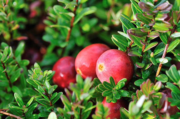 red żurawin na shrub – zdjęcie