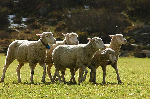 flock of sheep stock photo