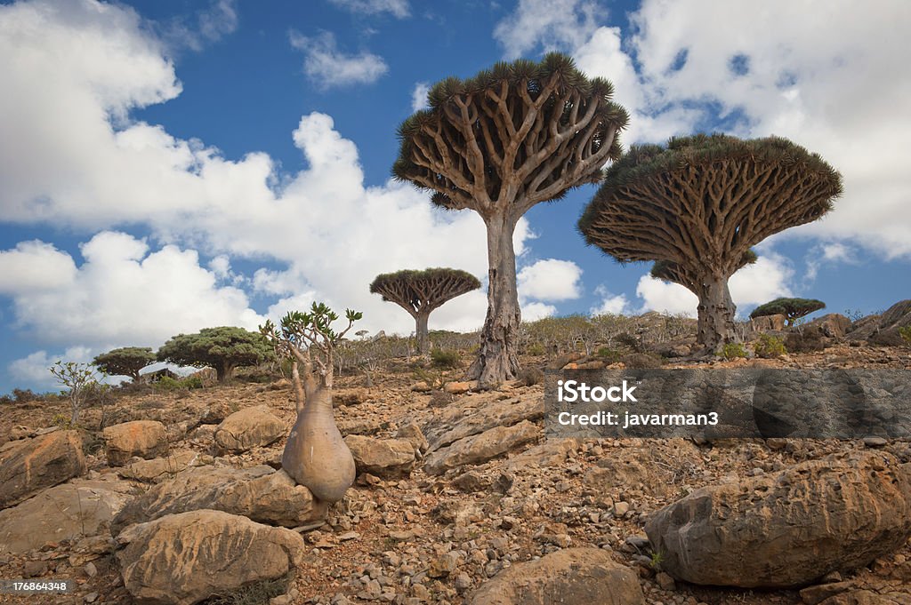 Dragon trees at Homhil plateau, Socotra, Yemen "Dragon trees at Dixam plateau, Socotra Island, Yemen" Socotra Stock Photo