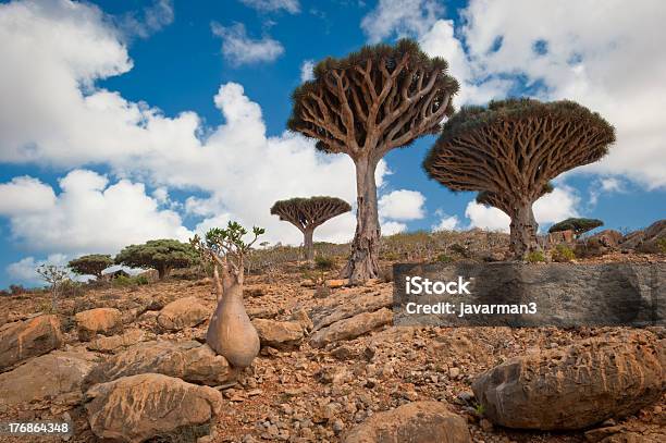 Dragon Trees At Homhil Plateau Socotra Yemen Stock Photo - Download Image Now - Socotra, Island, Plant