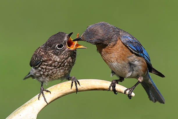 Female Eastern Bluebird (Sialia sialis) feeding a hungry baby on a deer antler