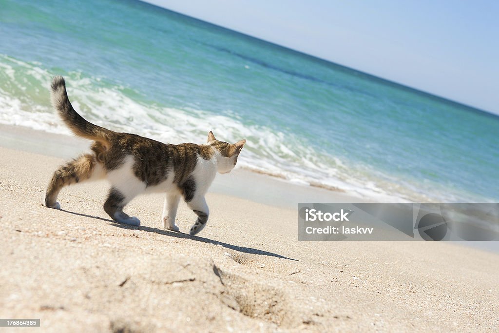 Gato na praia - Foto de stock de Gato doméstico royalty-free