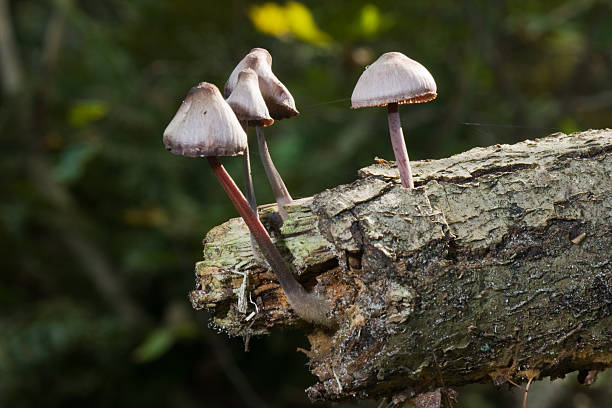 istock Mushrooms on rotting wood 176864407