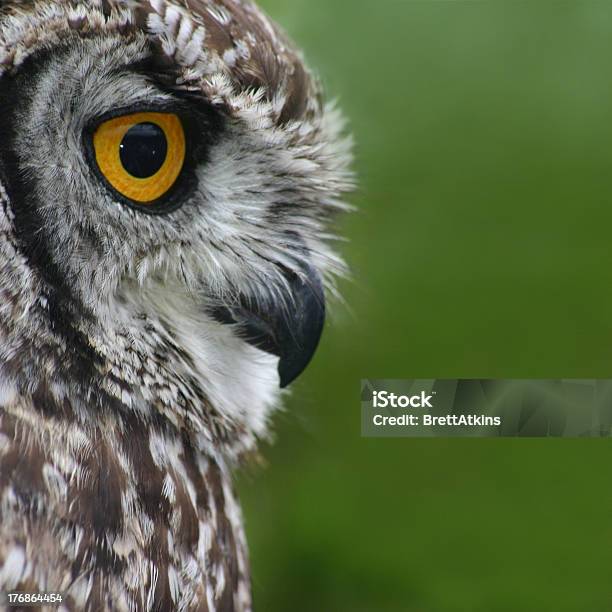 Gufo Città - Fotografie stock e altre immagini di Affilato - Affilato, Animale, Arancione