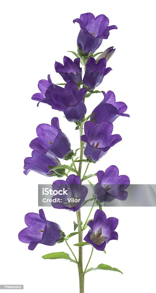 Campanula - Foto stock royalty-free di Blu