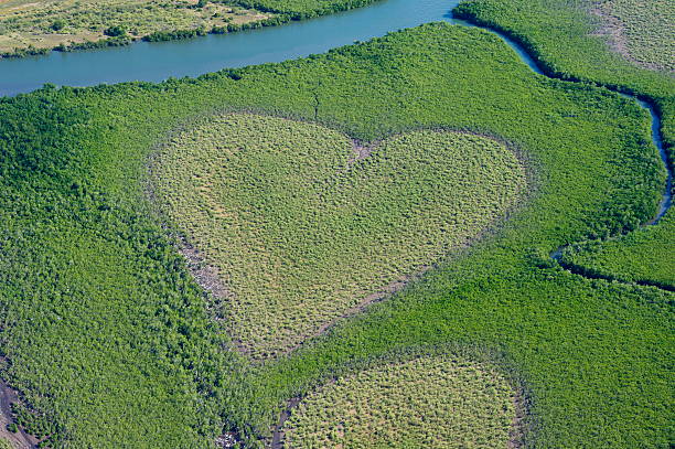 Heart-Shaped Mangrove "Heart-Shaped Mangrove, Voh, New Caledonia. Aerial view" new caledonia photos stock pictures, royalty-free photos & images