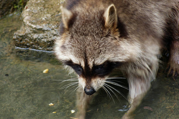 istock Raccoon and water 176864615