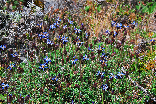 Flowers in Torres del Paine National Park, Patagonia of Chile