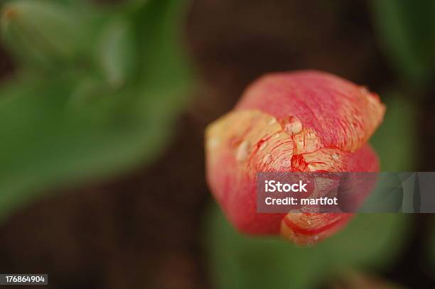Foto de Bela Tulipa e mais fotos de stock de Animal selvagem - Animal selvagem, Ave Aquática, Azul Turquesa