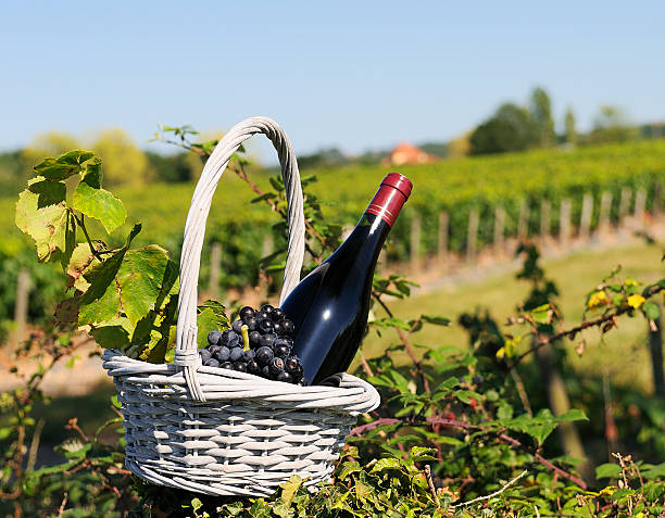 istock Basket with grapes and bottle of red wine 176865069