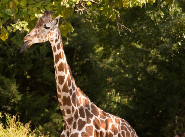 istock a giraffe stands underneath a tree and looks to the right 1768651047