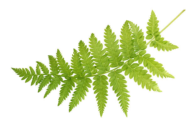 Green fern leaves isolated on white background