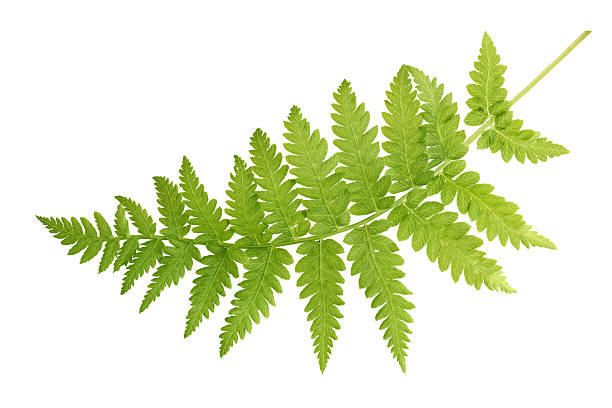 Photo of Green fern leaves isolated on white background