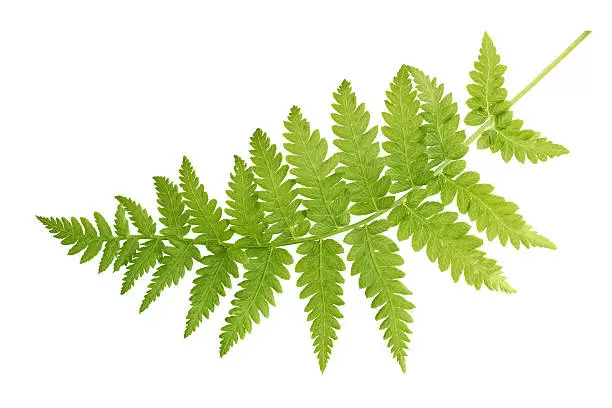 Fresh fern leaf isolated on white background
