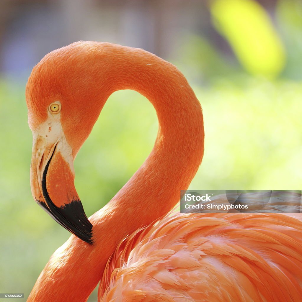 Square Nahaufnahme, wunderschöne detaillierte Flamingo Head Porträt - Lizenzfrei Feder Stock-Foto