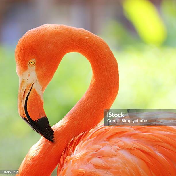 Square Nahaufnahme Wunderschöne Detaillierte Flamingo Head Porträt Stockfoto und mehr Bilder von Feder