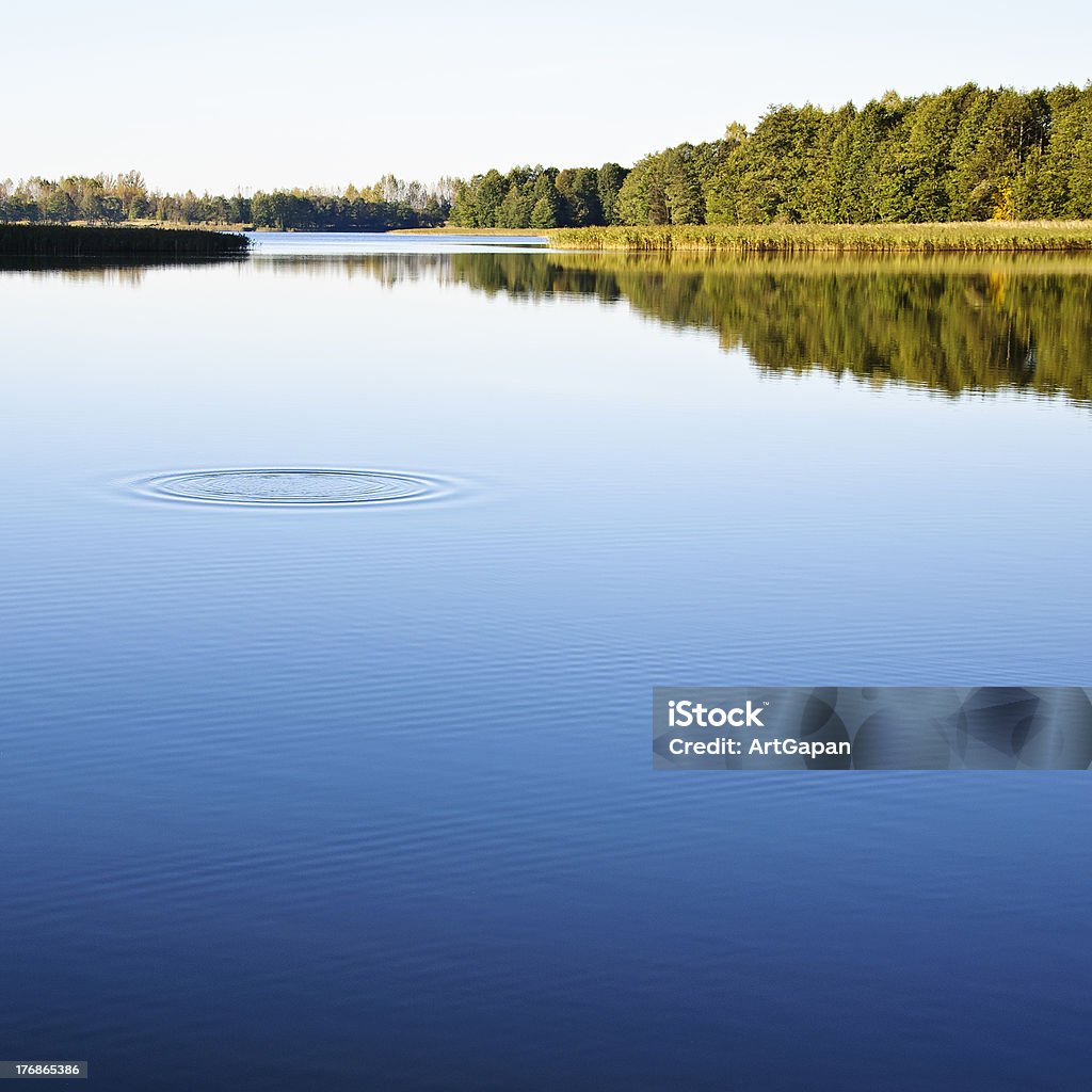 Lago del bosque - Foto de stock de Agua libre de derechos