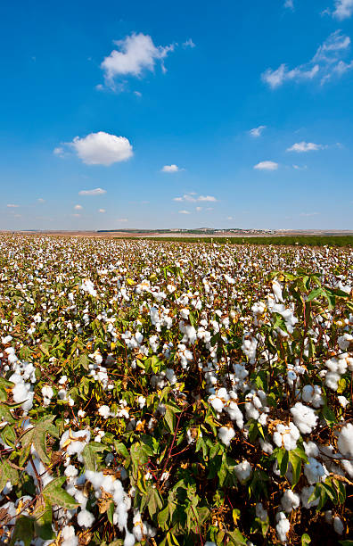 bolls de algodón - cotton photography cloud plantation fotografías e imágenes de stock