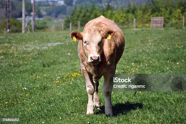 Photo libre de droit de Jeune Vache banque d'images et plus d'images libres de droit de Agriculture - Agriculture, Bovin, Bétail