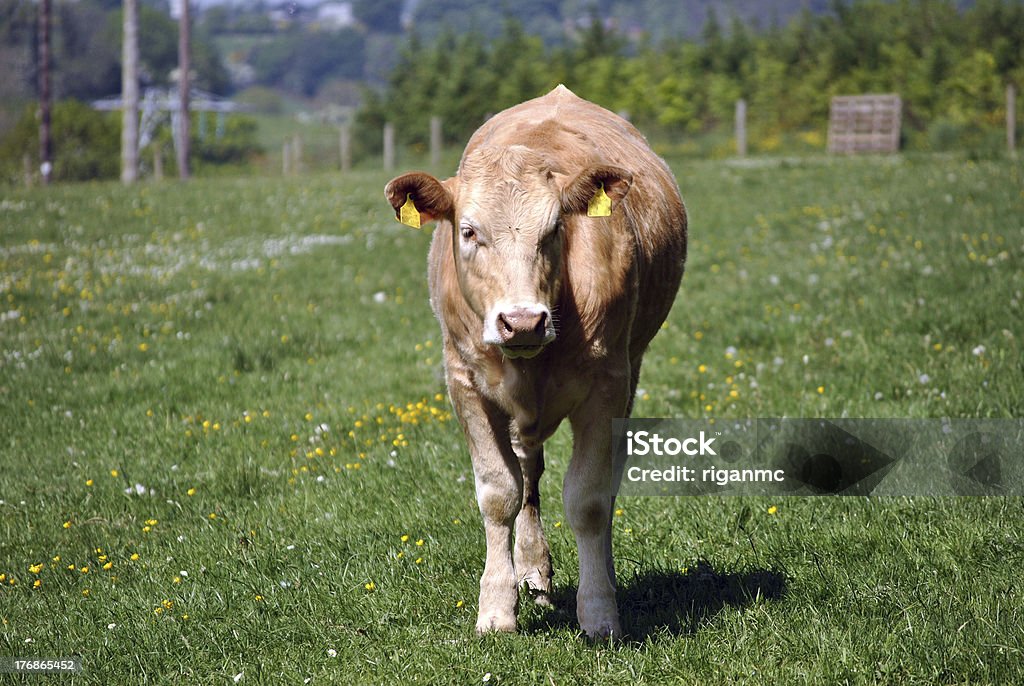 Giovane cow-Modo di dire inglese - Foto stock royalty-free di Agricoltura