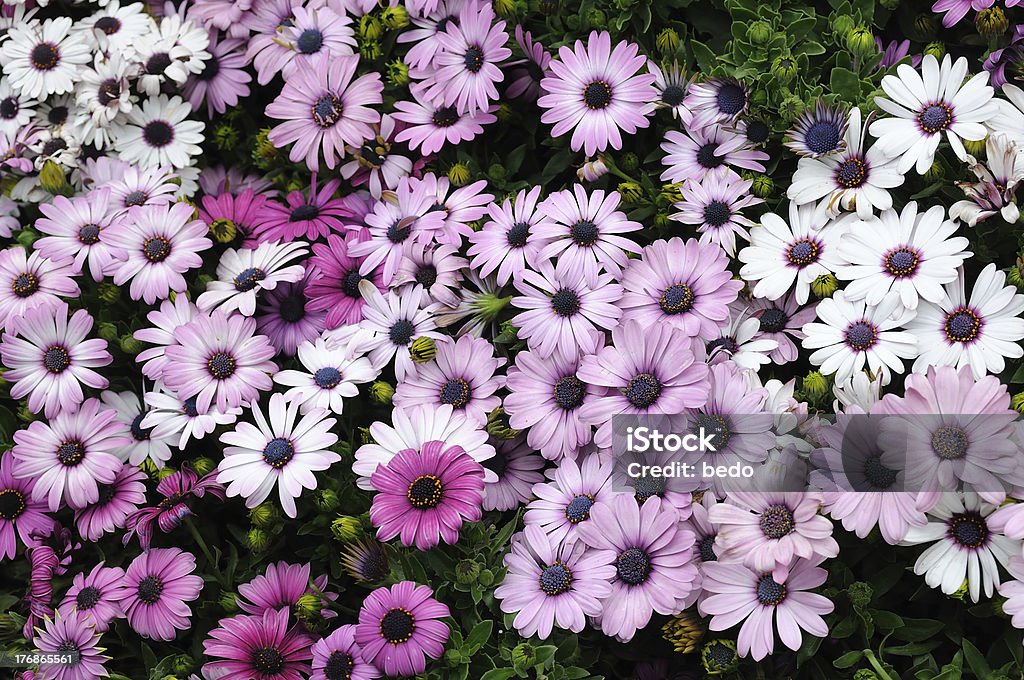 Purple and white daisies Close up of purple and white daisies Beauty Stock Photo