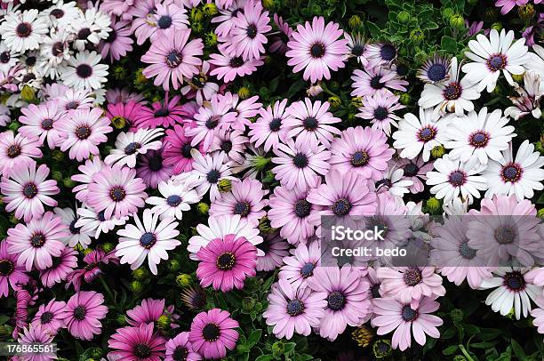 Purple And White Daisies Stock Photo - Download Image Now - Beauty, Beauty In Nature, Blossom