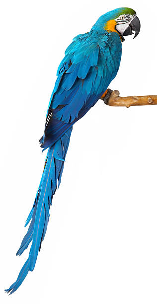 istock Back view of a blue parrot resting on a branch 176865566