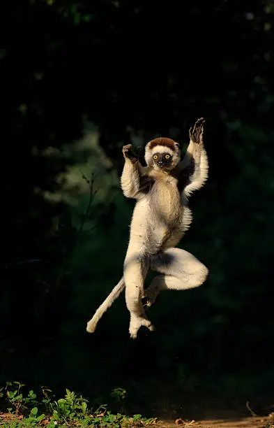 A Verreaux's 'dancing' sifaka leaps into the air as it runs along the ground in Madagascar. Sifakas are endemic to the island.