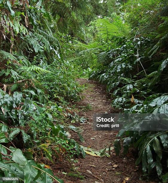 ジャングルの小道 - サンミゲール島のストックフォトや画像を多数ご用意 - サンミゲール島, シダ, ポルトガル