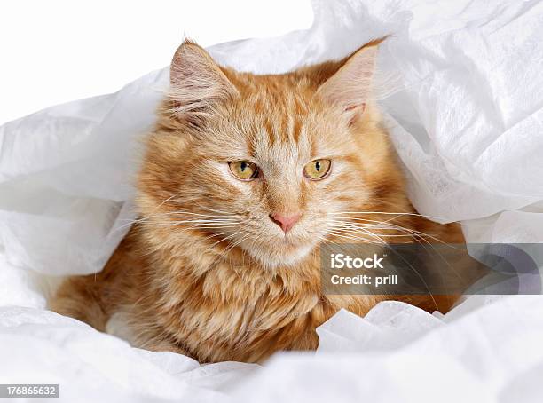 Mainecoonkatze Porträt Stockfoto und mehr Bilder von Auf dem Boden sitzen - Auf dem Boden sitzen, Bettdecke, Braun