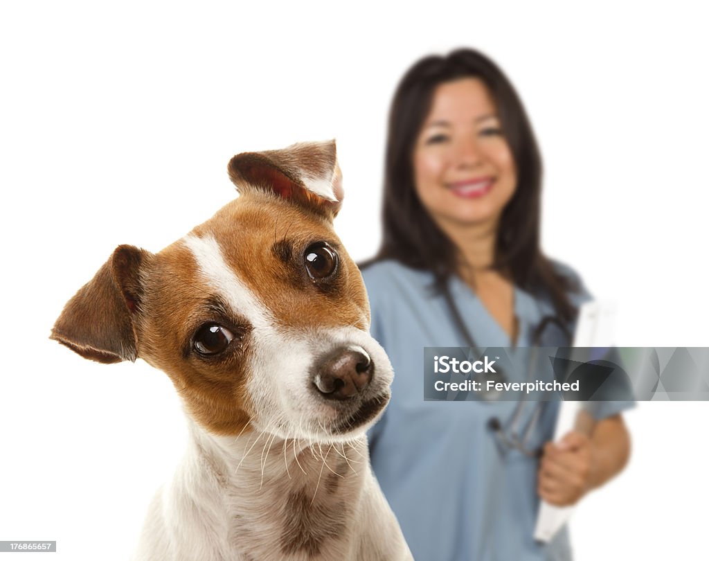 Jack Russell Terrier e veterinario femmina dietro - Foto stock royalty-free di Cane