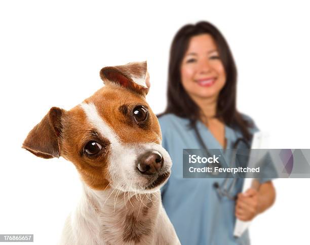 Jack Russell Terrier E Veterinario Femmina Dietro - Fotografie stock e altre immagini di Cane - Cane, Adulto, Allegro