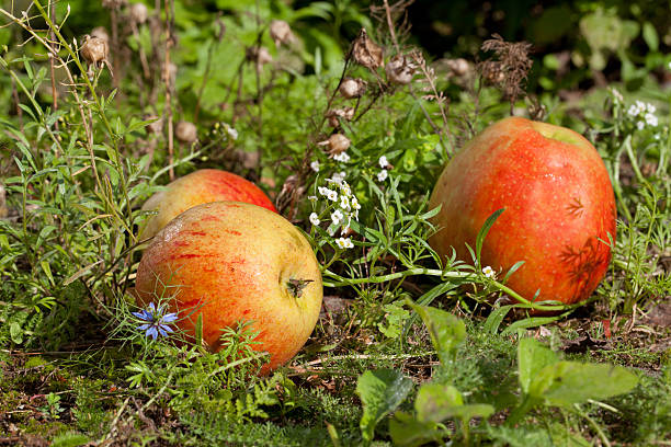 Apple harvest in autumn stock photo