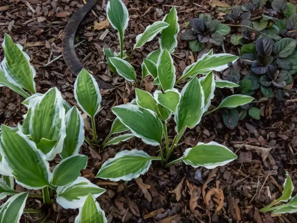 Photo of Close-up of the Plantain lily (hosta) 'Resonance' with lance shaped, mid green leaves with an irregular yellow edge growing in a park