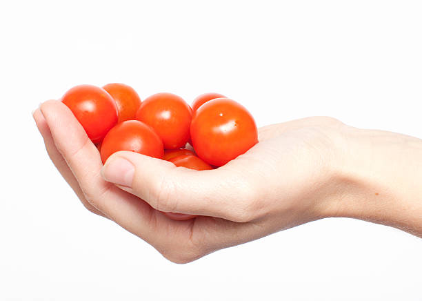 Hand Holding Cherry Tomatoes stock photo