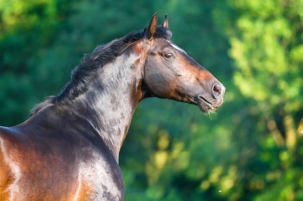 istock bay horse portrait 176866389
