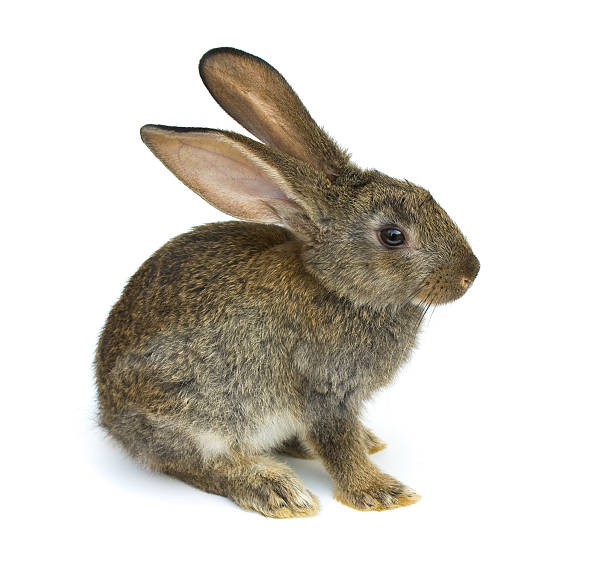 istock Happy New Year of rabbit 176866393
