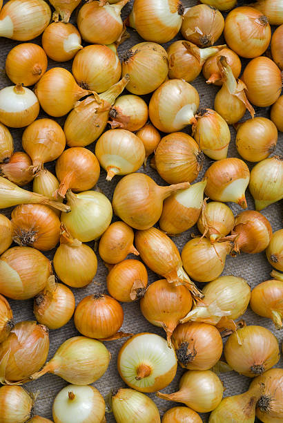 oignon à séchage rapide - onionskin photos et images de collection