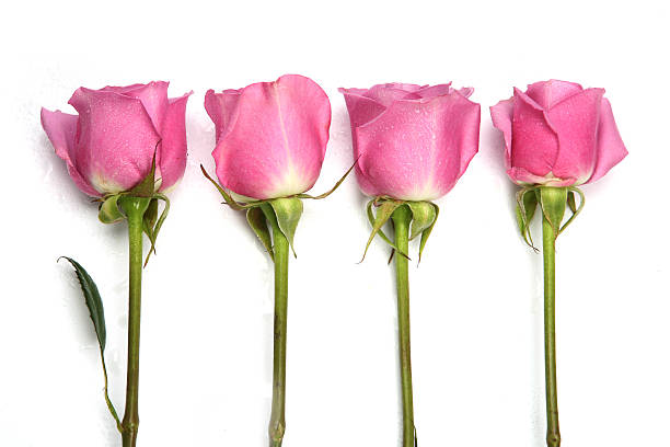 Attractive Four Pink Roses in a Row on white