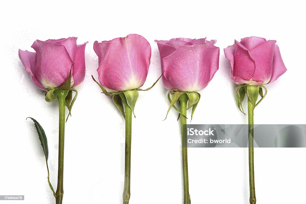 Atraentes quatro Rosa rosas em uma linha em branco - Royalty-free Amor Foto de stock