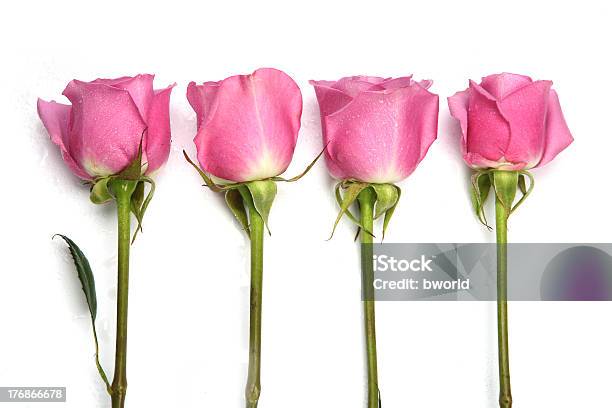 Atraentes Quatro Rosa Rosas Em Uma Linha Em Branco - Fotografias de stock e mais imagens de Amor - Amor, Aniversário especial, Caule de planta