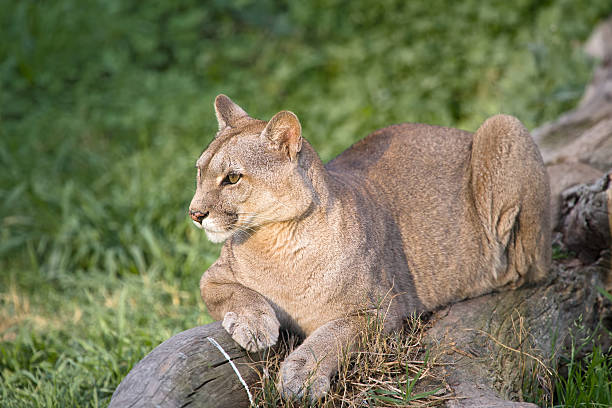 istock Puma or Cougar in Patagonia 176866747